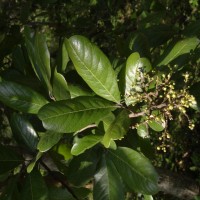 Sapindus emarginatus Vahl